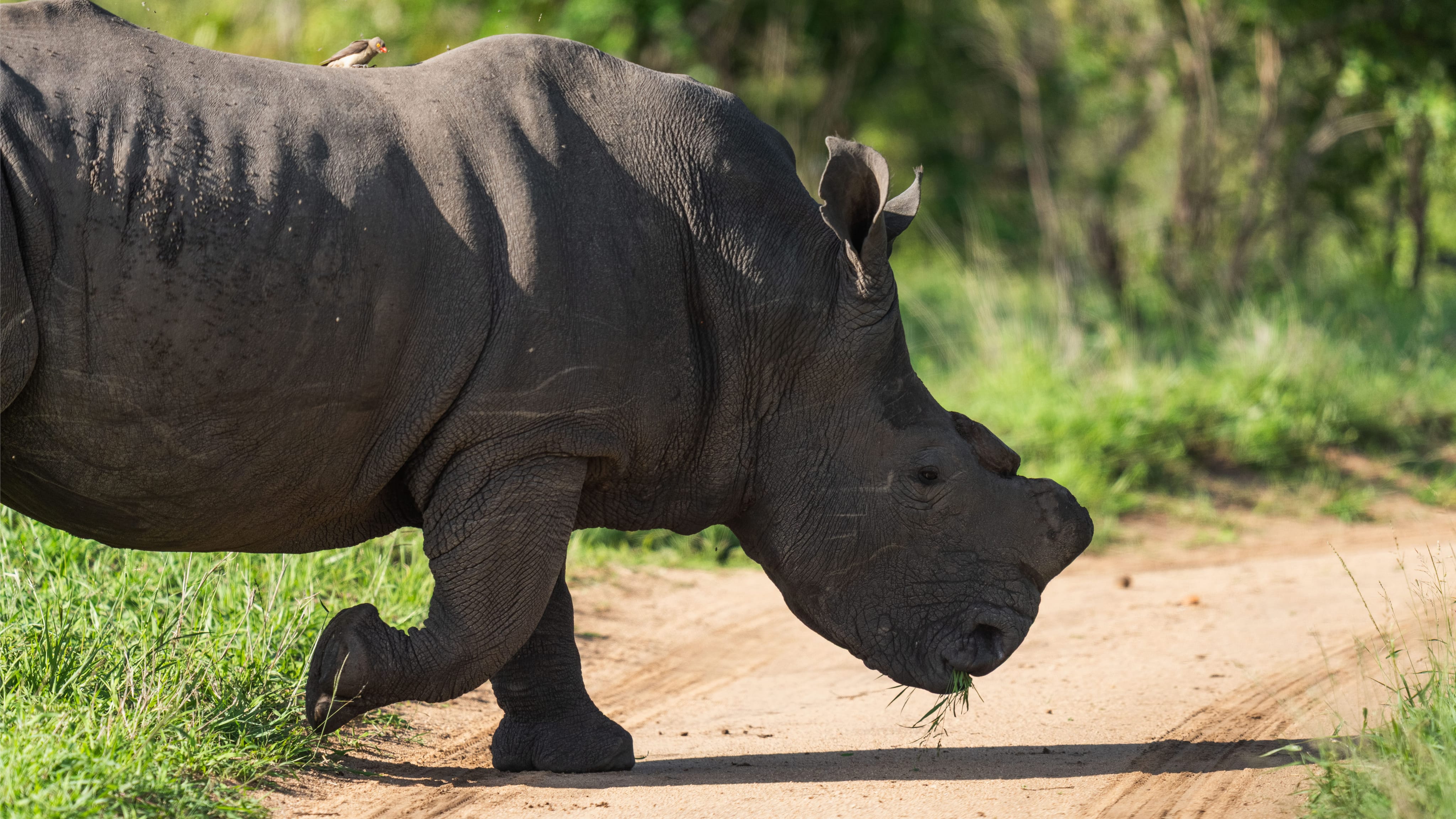 Dehorned Rhino