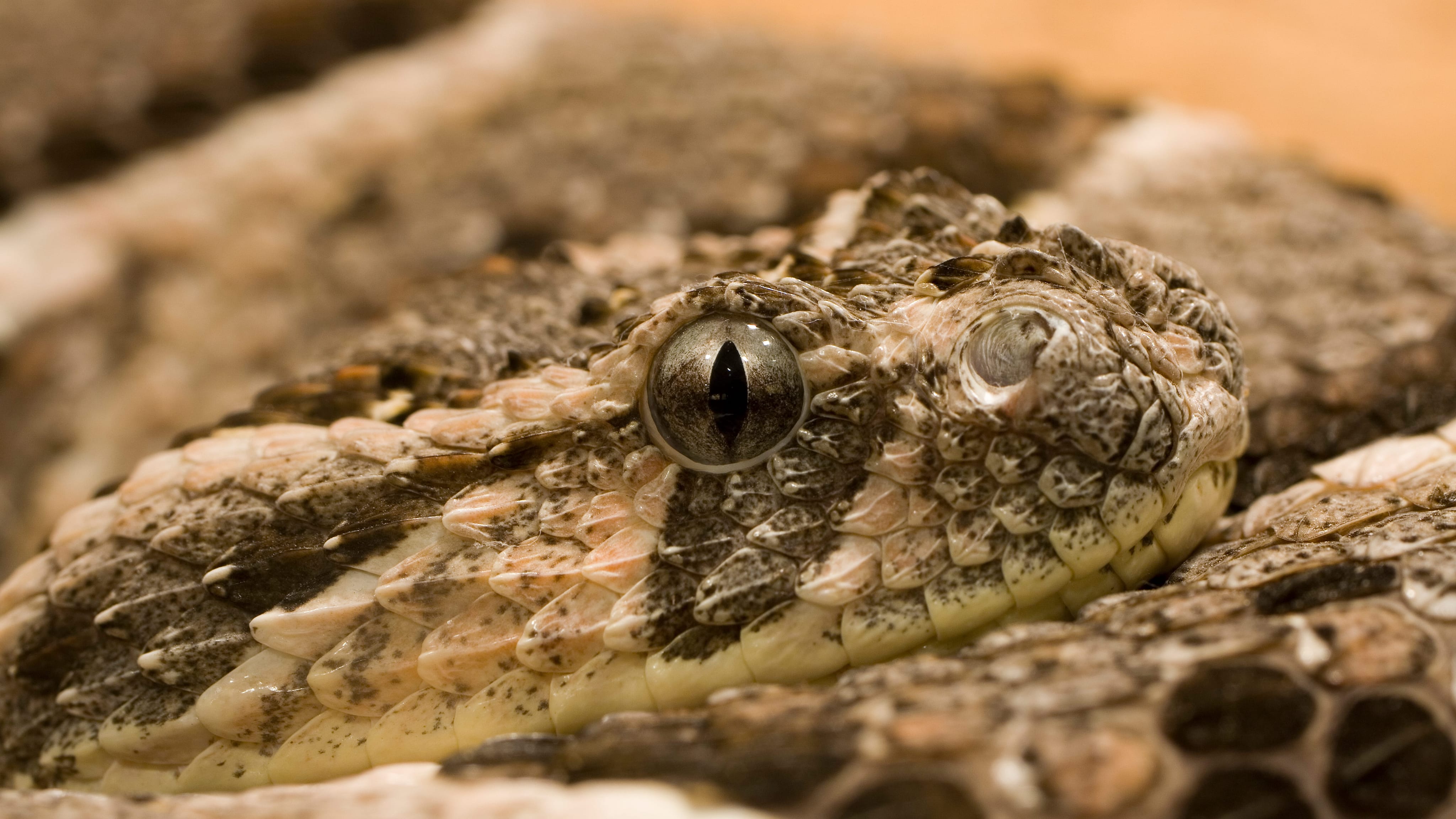 Mating Puff Adders