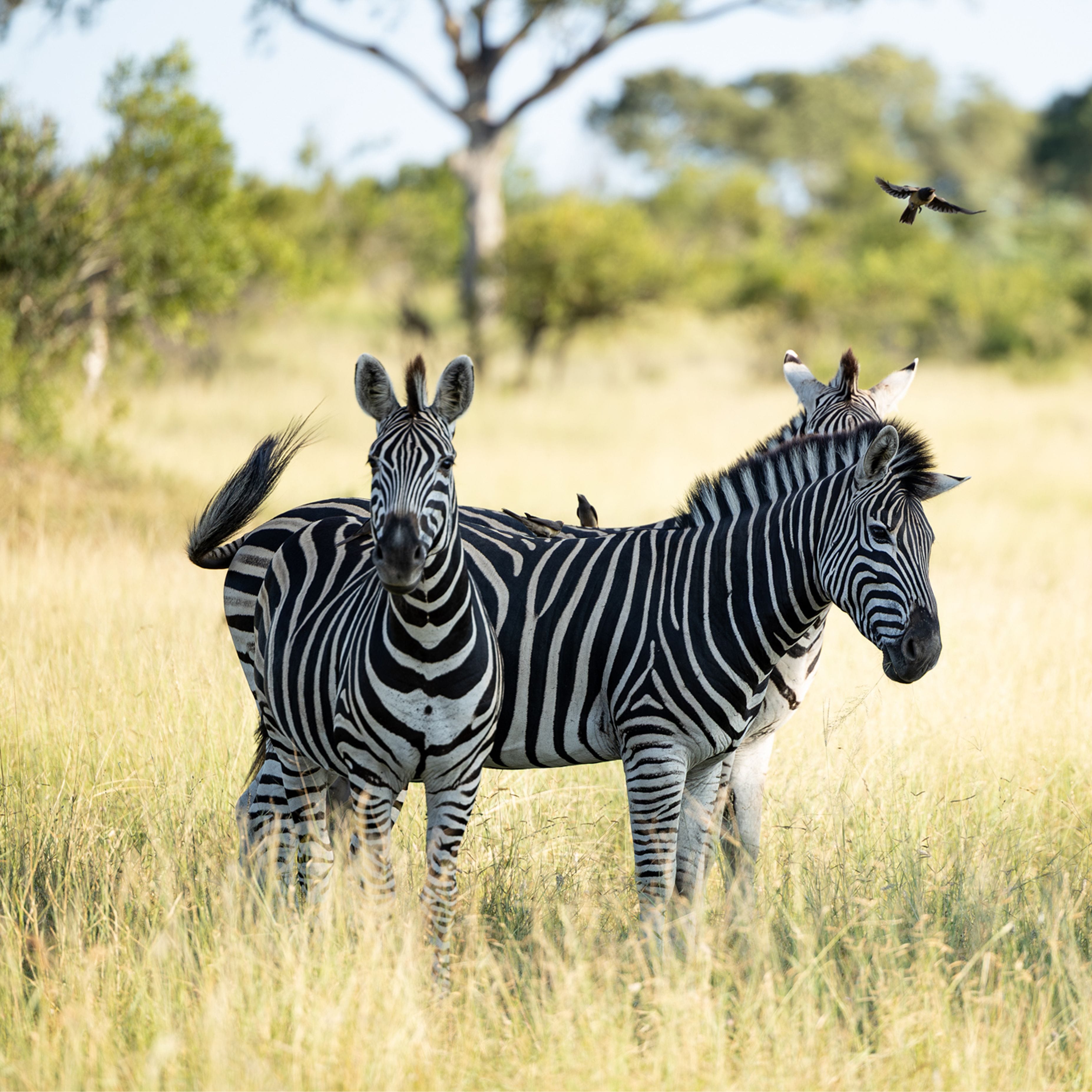 Zebra and Birds