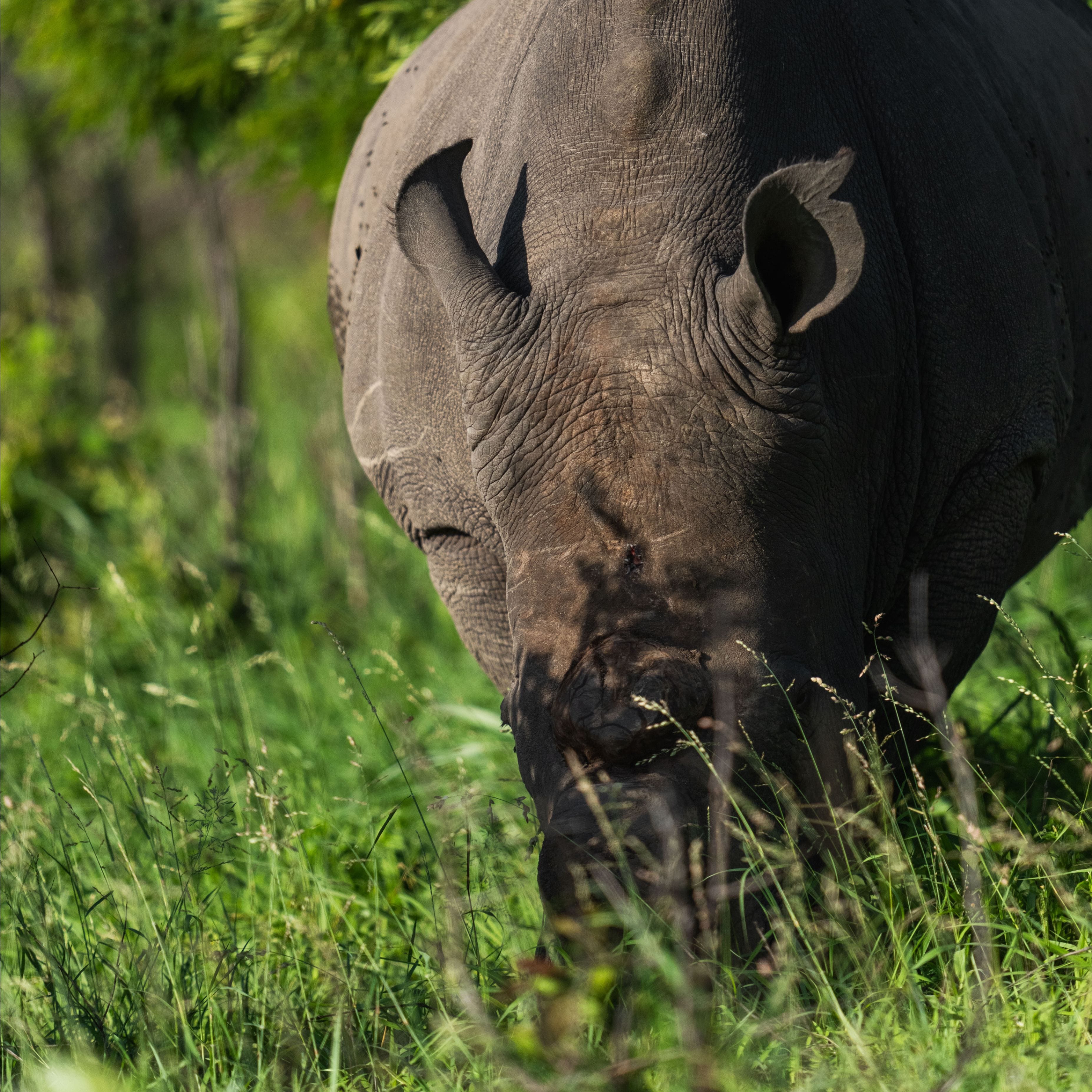 Dehorned Rhino