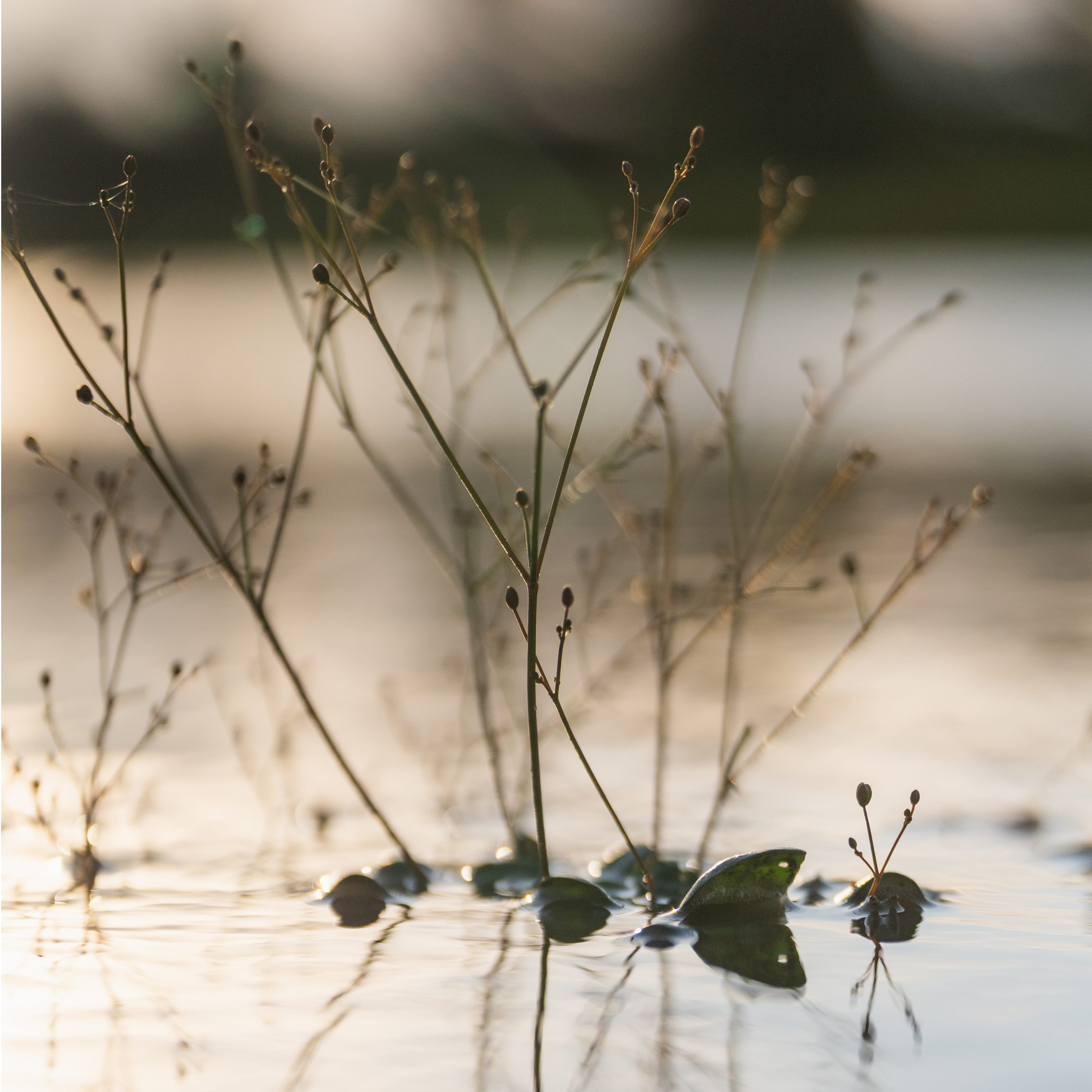 Soft Water Photo