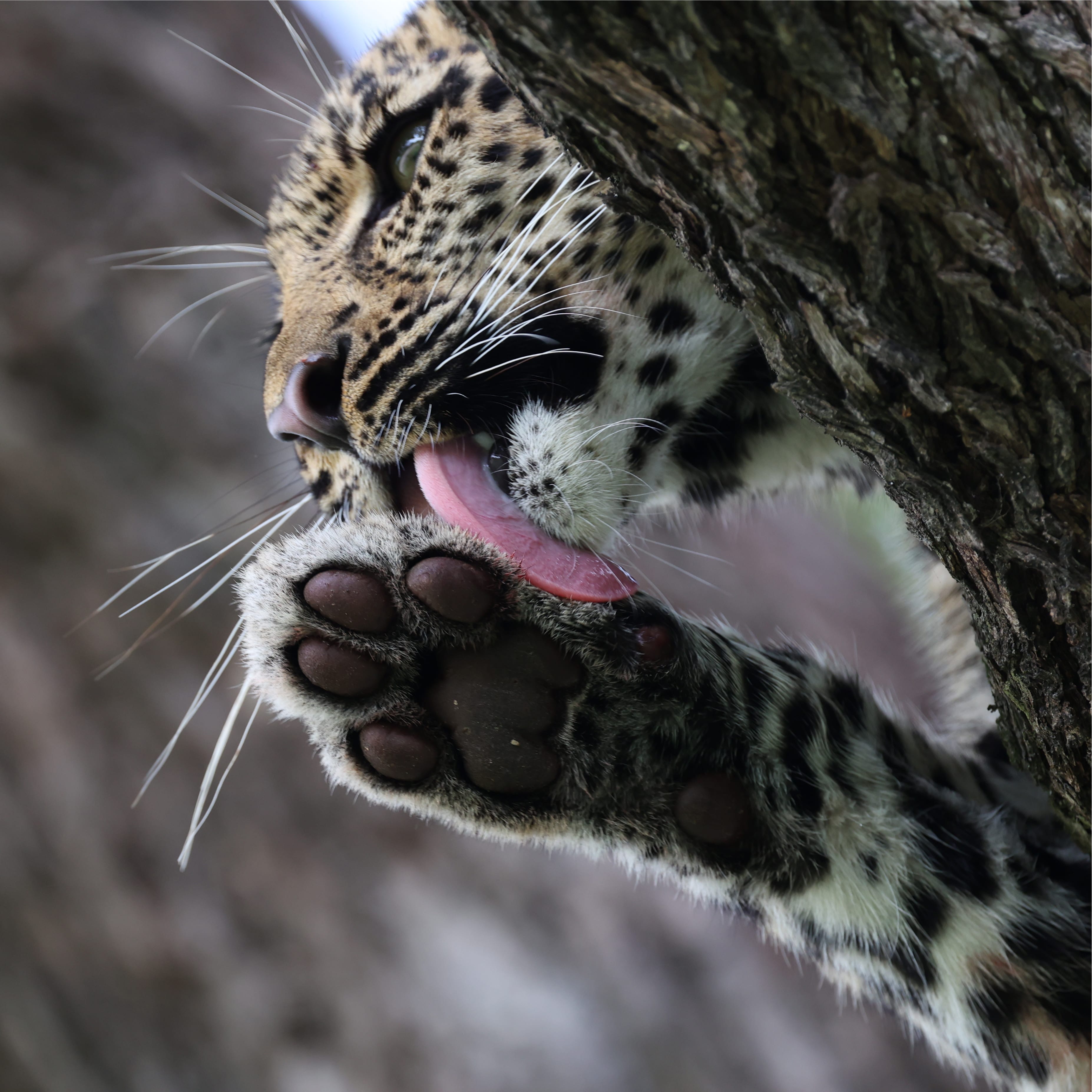 Leoperd in tree