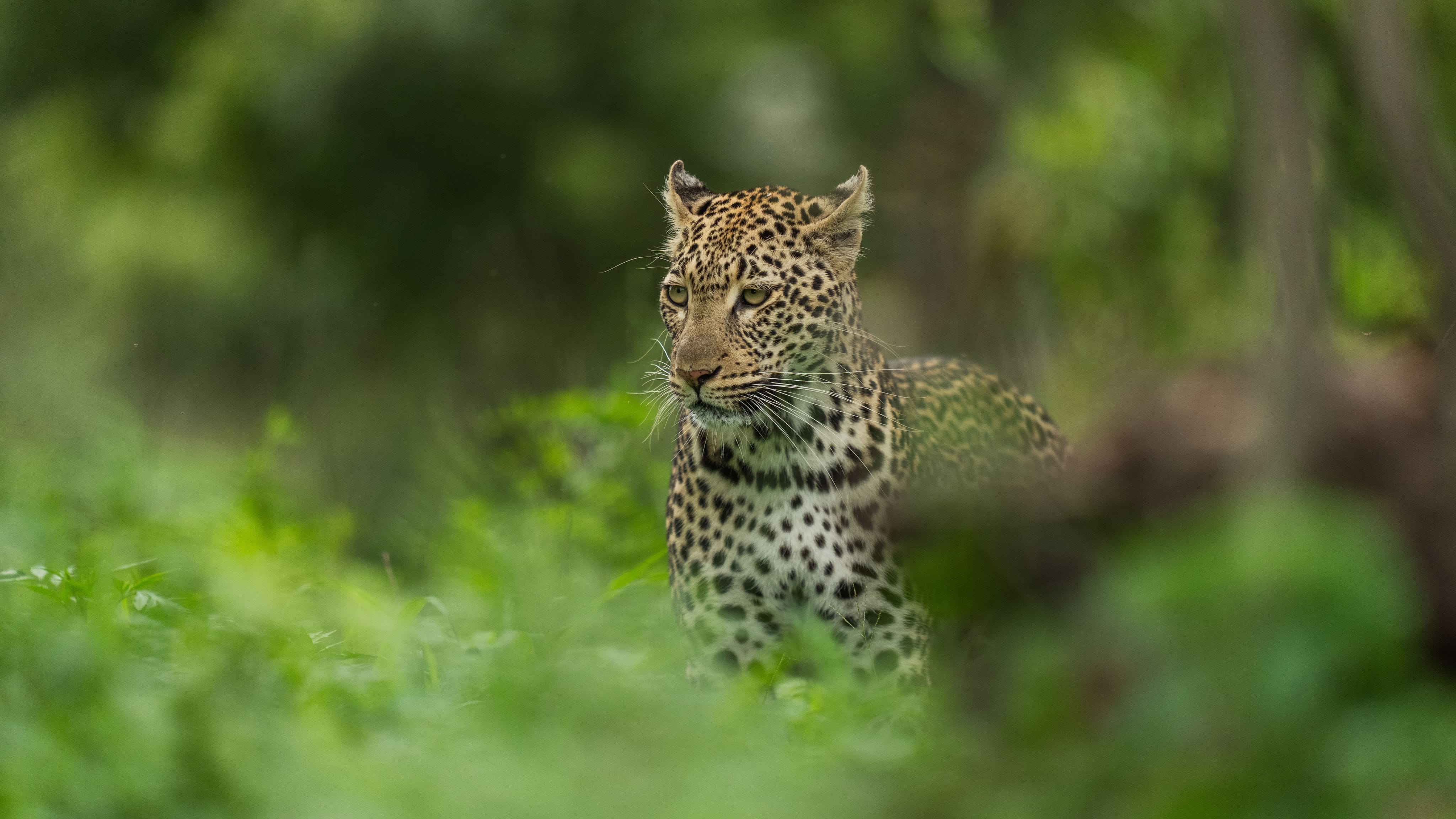 Leopard portrait