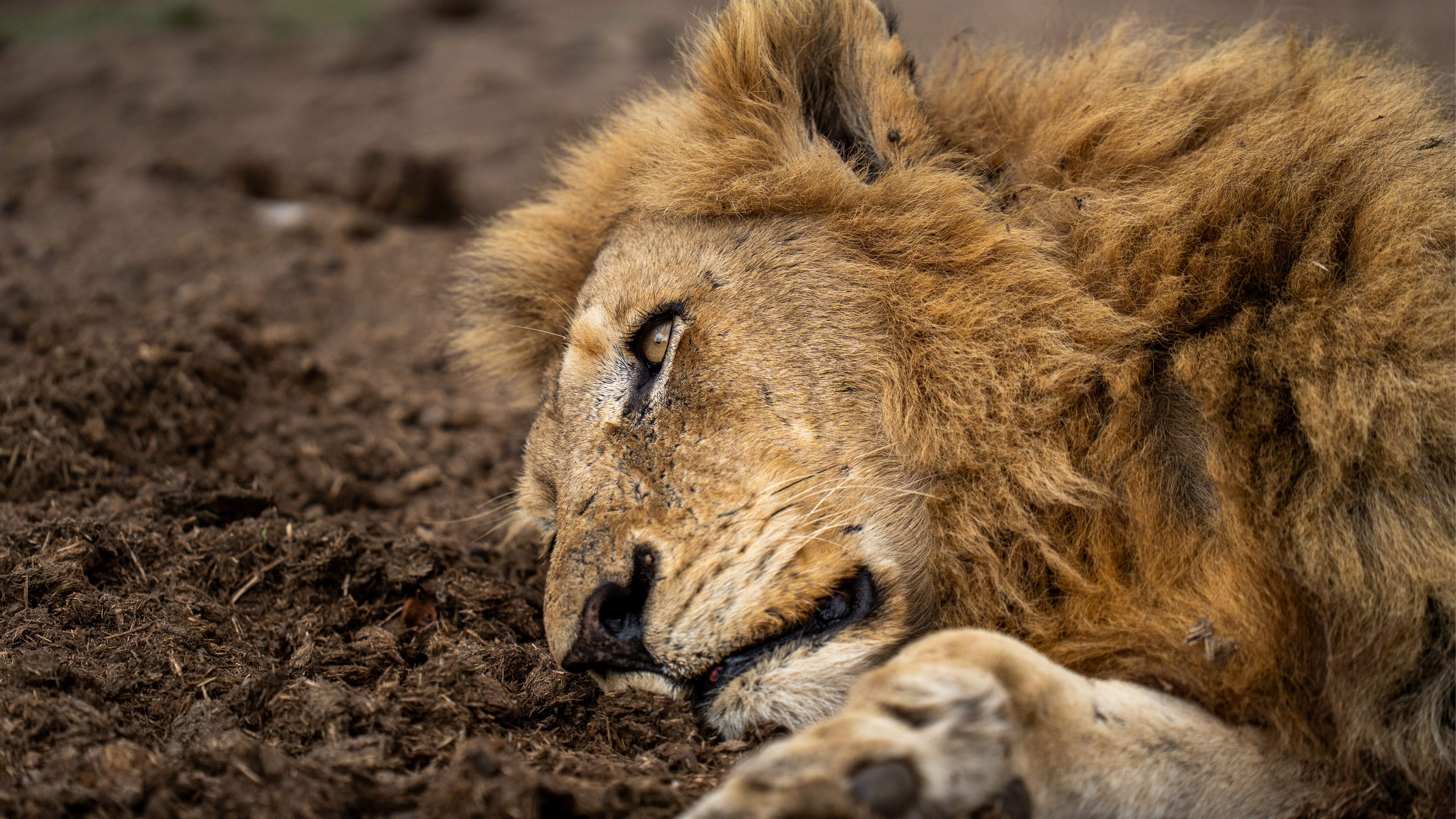 Ndhzenga Male Lion