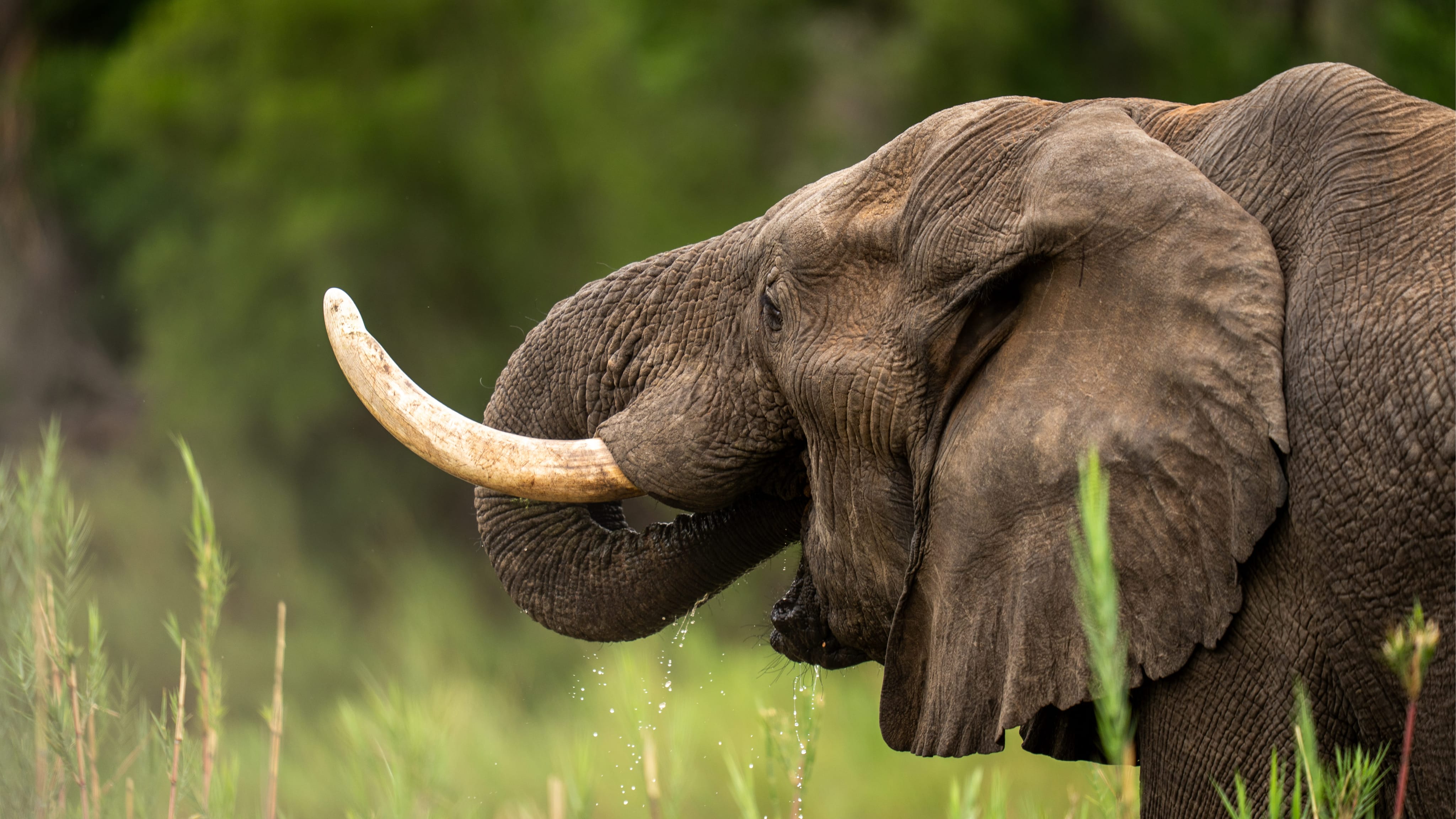 Elephant drinking